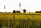 Field in Summer, Nufringen - 0222  33 x 48 cm - Classic Print Matted : 2-Geographic Indexes, Baden Württemberg, Countries, Germany, Nufringen